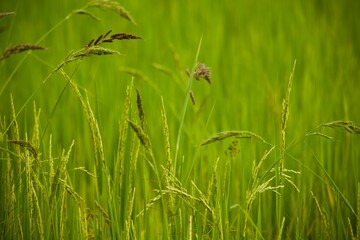 ladybird on a green grass