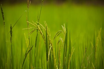 green grass background