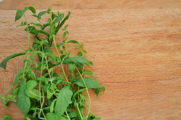 Bunch of fresh mint on wooden background