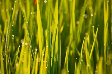 green grass background