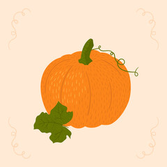 An illustration of orange fairytale pumpkin. Hand-drawn vector squash with texture. Seasonal, autumn vegetable for halloween designs, thanksgiving, holiday, menu.