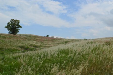 person walking on a field