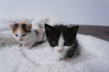 Two newborn kittens adopted together on a blanket