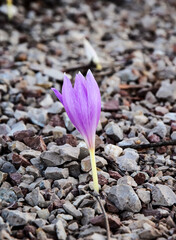 A small purple crocus cut through the stones and bloomed. A crocus flower sprouts on the pebble. One flower among the stones. The concept of survival in difficult conditions.
