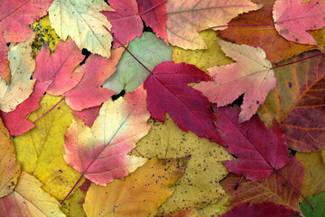 Naklejka na ściany i meble autumn colourful big and small leaves on white background
