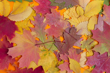Naklejka na ściany i meble Colorful and bright background made of dry autumn leaves. Top view.