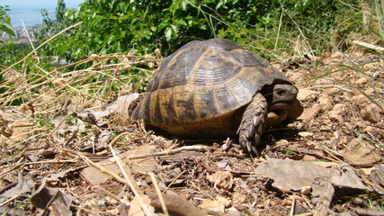 tortoise. Greek tortoise. close up of tortoise. closeup turtle. tortoise in nature - turtle. reptiles, reptile, animals, animal, pets, pet, wildlife, wild nature, forest, woods, garden, park, desert	
