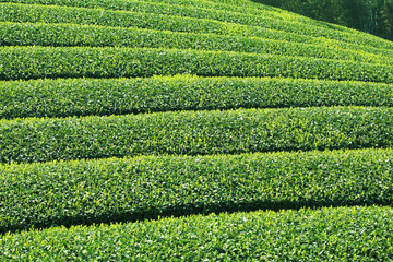 茶畑