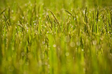 green grass background