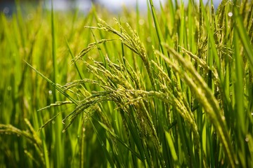 green grass in the wind