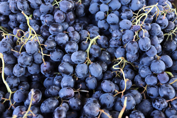 Organic dark or blue grapes on a market in daylight