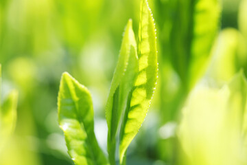 お茶の葉