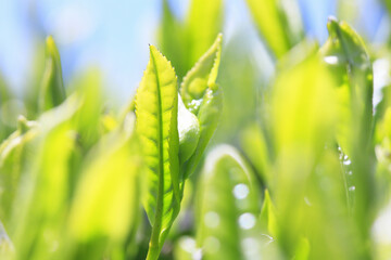 お茶の葉と青空