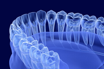Teeth root anatomy, Xray view. Medically accurate dental 3D illustration