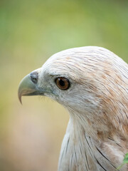 The red hawk has a reddish-brown color except the head and chest are white.