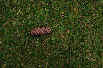 Cone on grass and moss background
