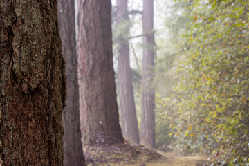 pine trees growing in a row in the fog