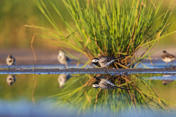 flock of birds at a watering hole with a beautiful light