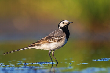 white wagtail stands in the water at sunset