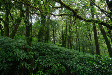 Fototapeta na wymiar Tropical Rain Forest at Doi Inthanon National Park Chiang Mai Thailand