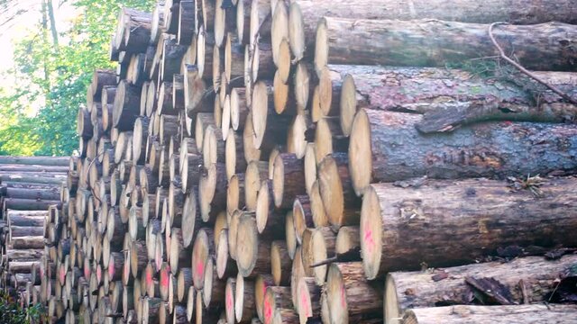 Logs of trees stacked in a row at a sawmill. Ready to load timber into the factory for processing. Camera movement.