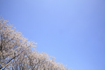 桜と青空