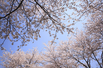 桜と空