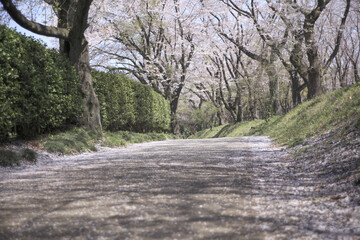 Fototapeta premium 桜並木