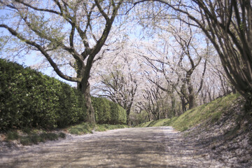 Obraz premium 桜並木