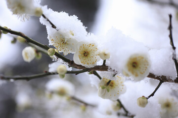 新雪に梅の花