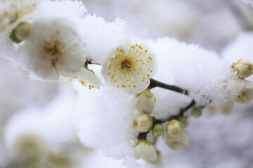 新雪に梅の花