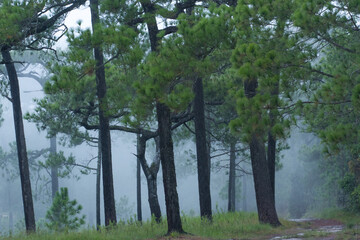 Fototapeta premium pine trees in the fog