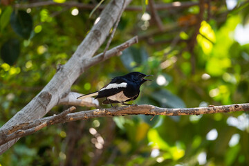 Obraz premium Oriental Magpie Robin
