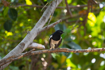 Oriental Magpie Robin