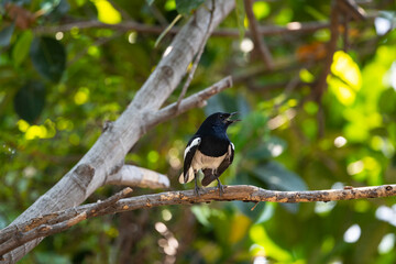 Oriental Magpie Robin