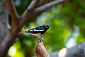 Oriental Magpie Robin