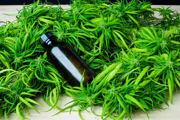 Cannabidiol oil  in a glass bottle  ,CBD oil hemp products, Cannabis  Marijuana herb and leaves for treatment, Extract from hemp oil,. Herbs, medical marijuana cannabis.