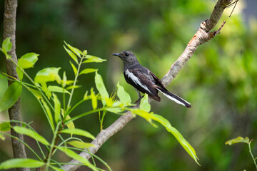 Oriental Magpie Robin