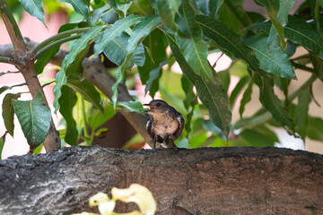 Oriental Magpie Robin