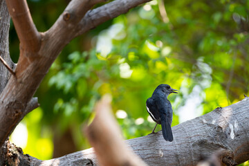 Oriental Magpie Robin