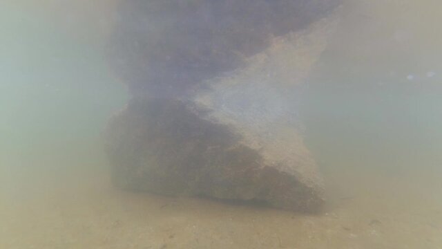 Small fishes in lake with rock underwater shot