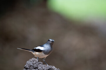Fototapeta premium Oriental Magpie Robin