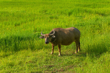 Mammal animal, Thai buffalo in grass field