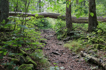 Wald auf dem Kleinen Gleichberg in Th&uuml;ringen