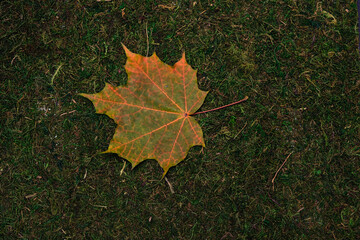 leave isolated on moss and grass background