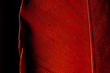 Beautiful red feather pattern texture background ,Red macro feather,Macaw Feathers (Maroon)...