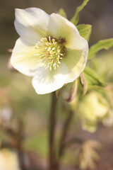 クリスマスローズ