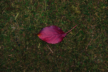 leave isolated on moss and grass background