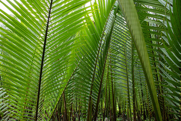 Fototapeta na wymiar Lush foliage ,Tropical leaves background,jungle leaf 