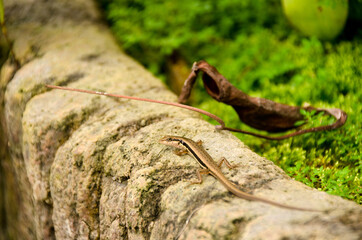 Skink in the garden in Thailand. Spotted forest skink or maculated forest skink, South Asia and Southeast Asia